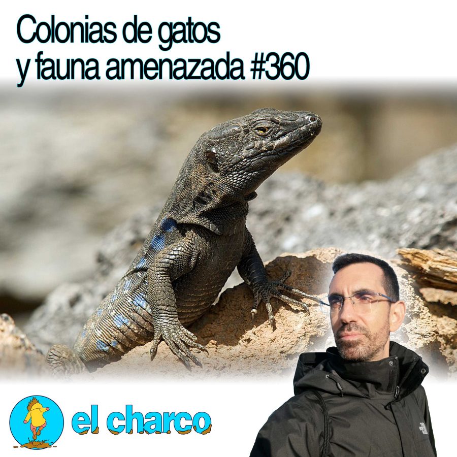 Colonias de gatos y fauna amenazada #360
